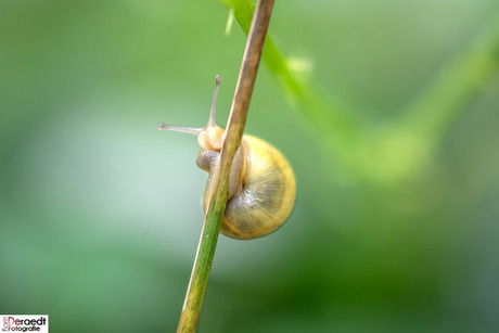 Golden snail