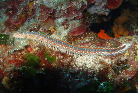 Borstel worm