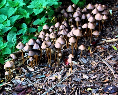 een hele boel paddenstoelen