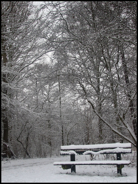 Delftse Hout sneeuw