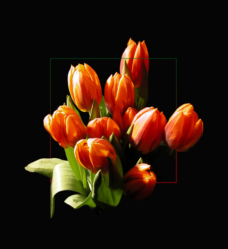 Oranje tulp