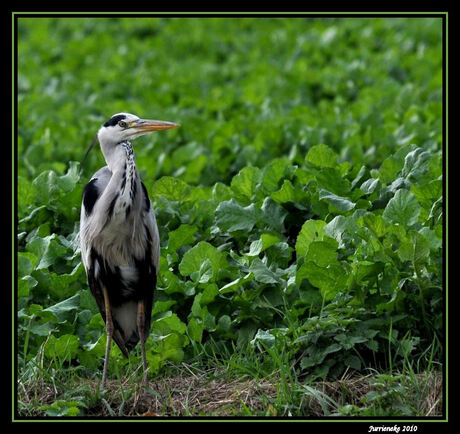 blauwe reiger