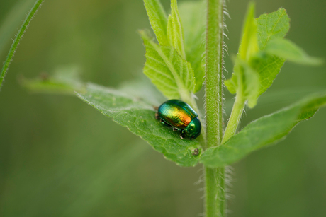 Chrysolina herbacea