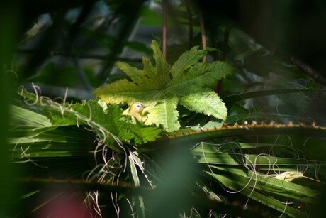 Vogel op blad