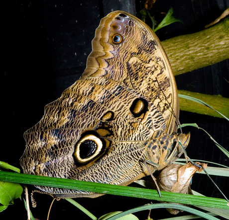 Caligo Memnon