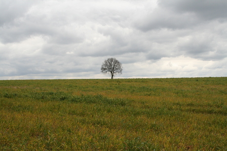 De Naturel Boom