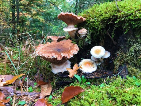 Paddestoelen Leenderbos
