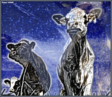 Night cows