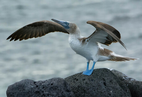 Blauwvoet gent op Galapagos