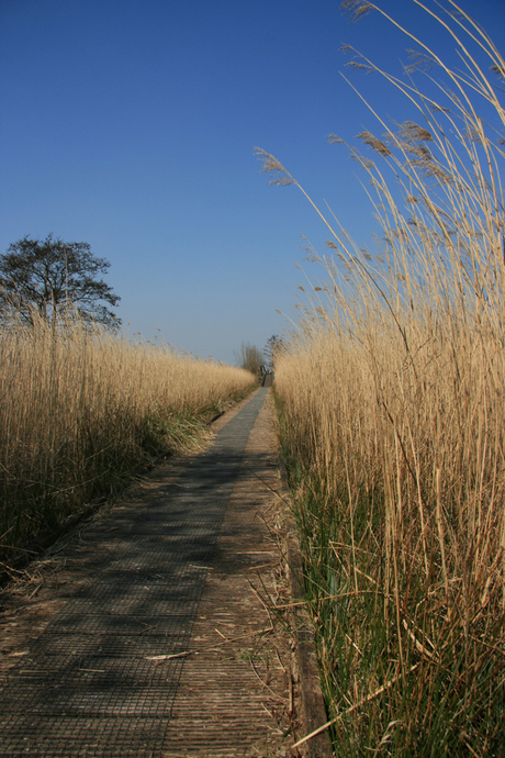 Tussen het riet