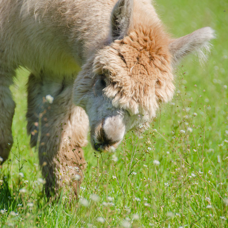 Alpaca