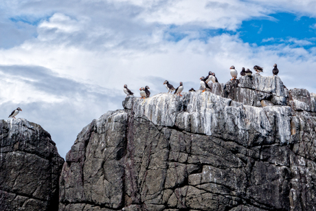 Farne eilanden 2