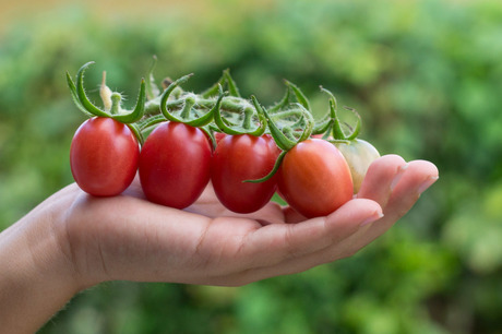 Vers geplukte tomaten