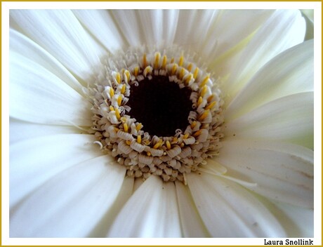 Macro witte bloem