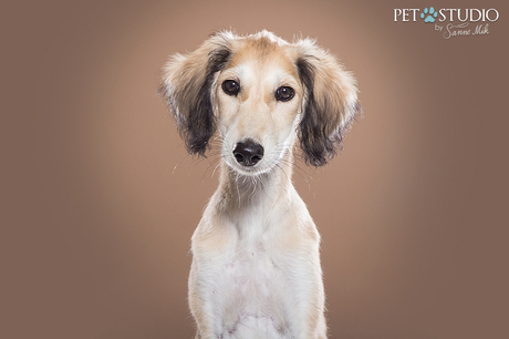 Saluki puppy Zahra | Pet Studio