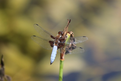 Libelle.JPG