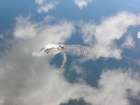 alligator of krokodil