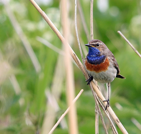 Blauwborst