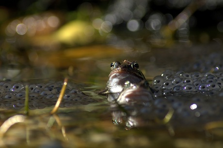 ...'Kraamkamer in eigen tuin'...