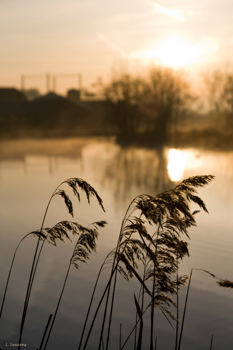 Zonnig riet