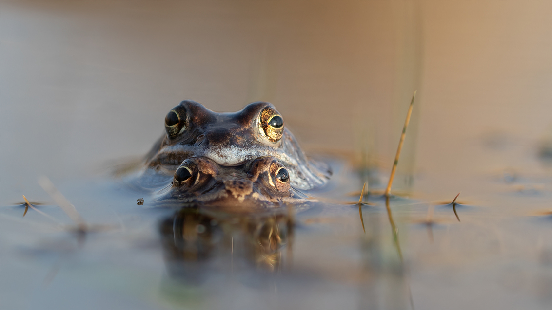 Staring contest - Vorige week twee keer bij de heikikkers gaan kijken. De eerste dag hoorde ik meer dan 100 mannetjes vrolijk roepen temperatuur 18 gr. De tweede keer  - foto door daan-de-vos op 08-03-2021 - deze foto bevat: kikker, lente, heikikker, bokeh