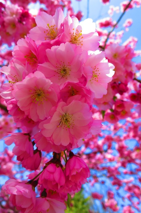 Pink spring