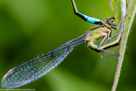 Close-up Weidebeek