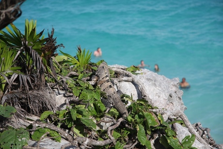 Leguaan, Maya Ruines, Tulum