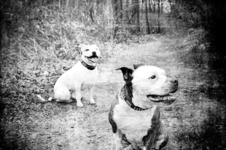 2 Doggies @ the park