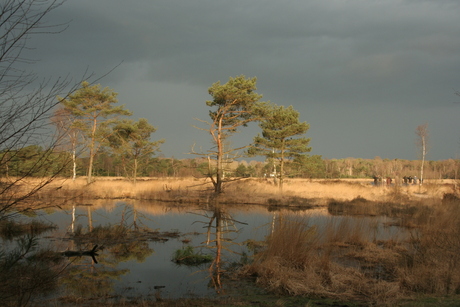 Driegende lucht op de Kalmthoutseheide