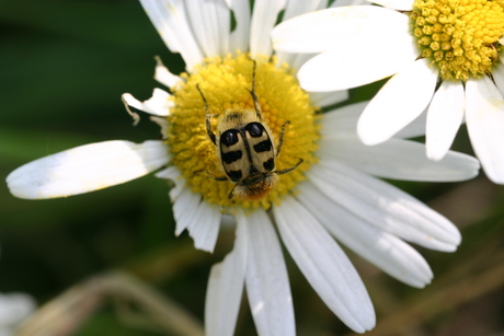 nectar, zo zoet en zo lekker