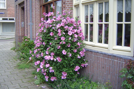 Hibiscus voor de deur