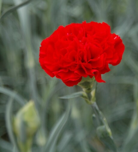 Red Carnation switched