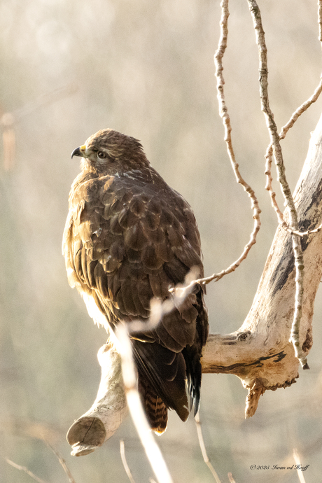 Buizerd 