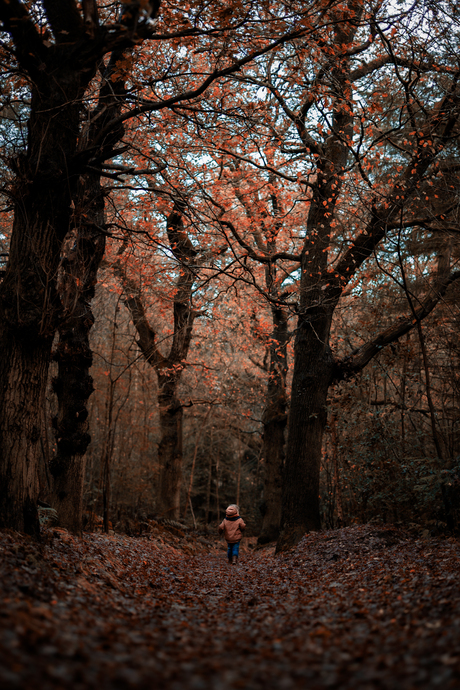 Herfstwandeling