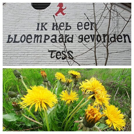Paardenbloem