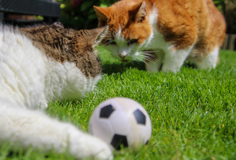 Voetbalkatten