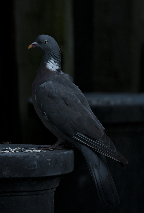 Columba palumbus in Rubens belichting.