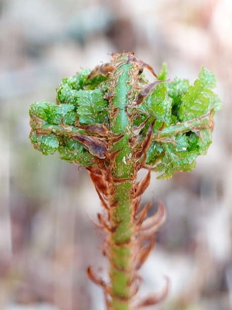 Varenblad in wording 