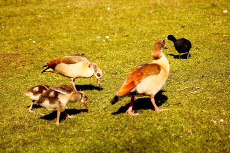 Nijlganzen met kuikens.