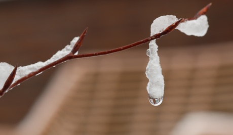 Druppel uit de sneeuw