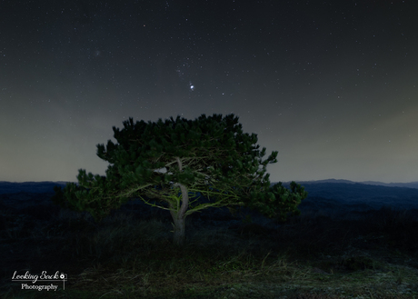 Eenzame boompje onder Orion