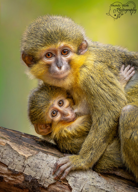 Noordelijke dwergmeerkat met kleintje