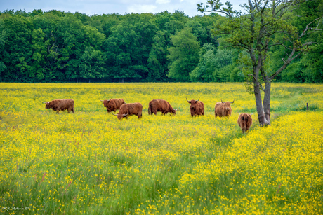 Schotse Hooglanders.
