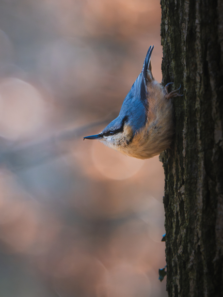 Boomklevertje in het avondlicht