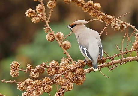 pestvogel