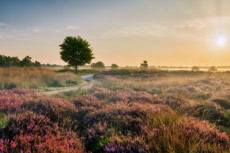 Bloeiende heide