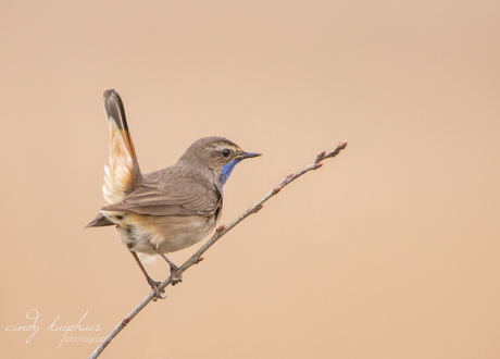 blauwborst
