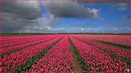 Tulpen en wolken …