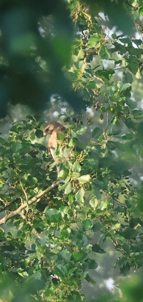 Buizerd